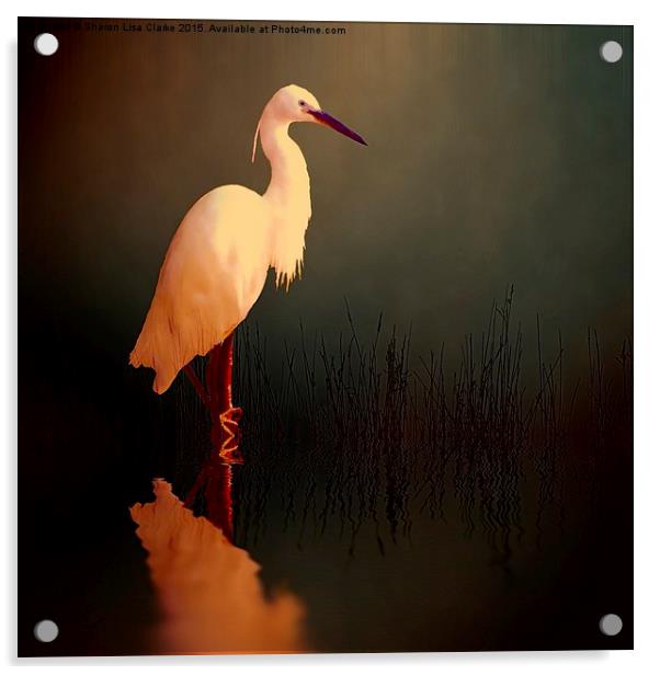  Midnight Egret Acrylic by Sharon Lisa Clarke