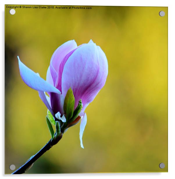  Lilac Magnolia Acrylic by Sharon Lisa Clarke