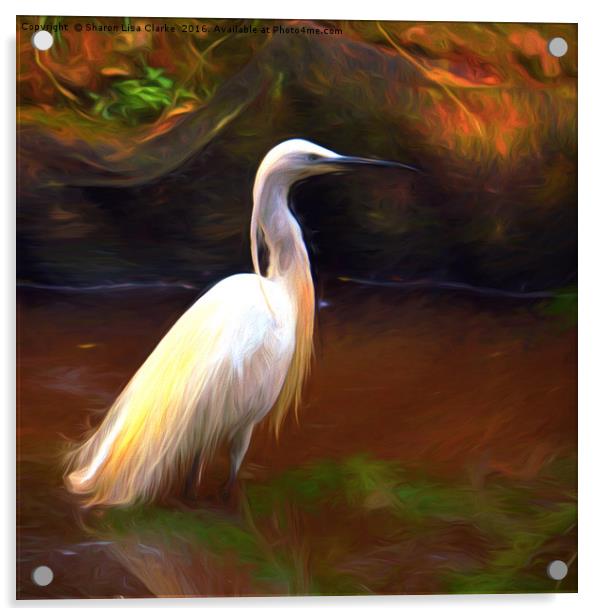 Egret painting Acrylic by Sharon Lisa Clarke