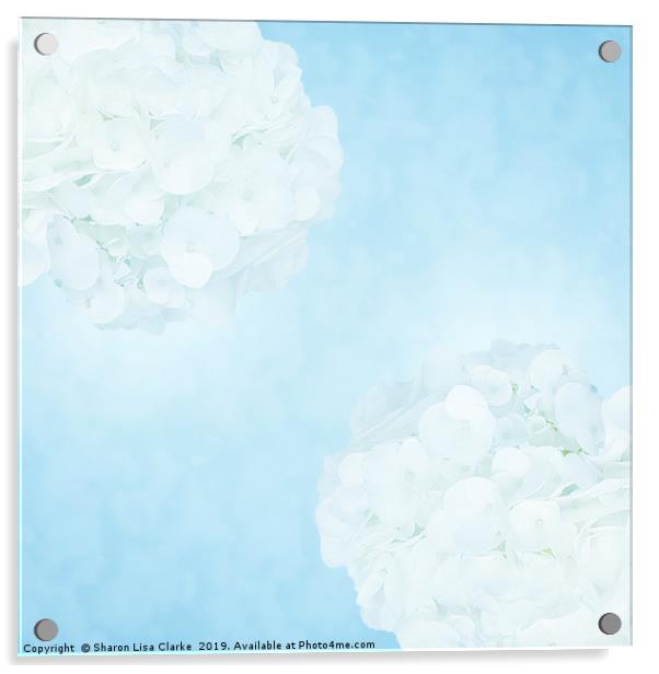 Cotton soft hydrangeas Acrylic by Sharon Lisa Clarke