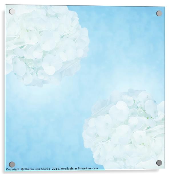 Cotton soft hydrangeas 2 Acrylic by Sharon Lisa Clarke