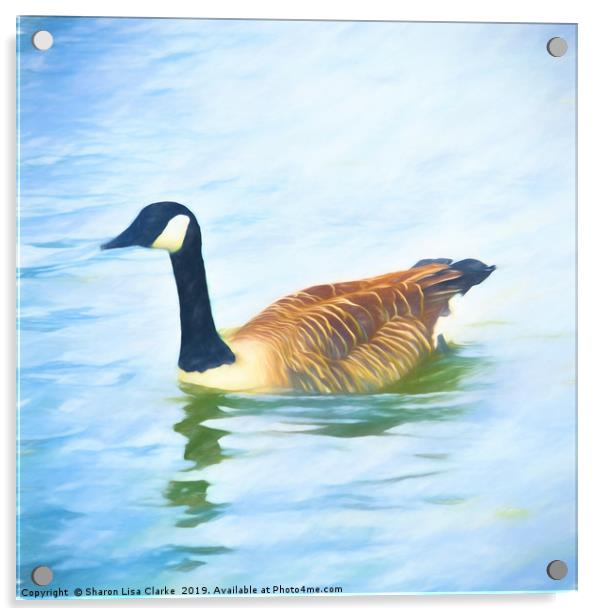Lone Canada Goose Acrylic by Sharon Lisa Clarke