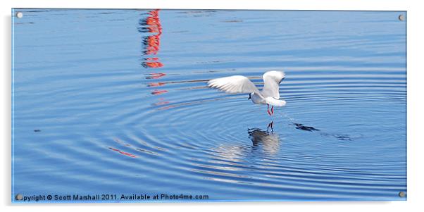 Black Headed Gull - Findhorn Acrylic by Scott K Marshall