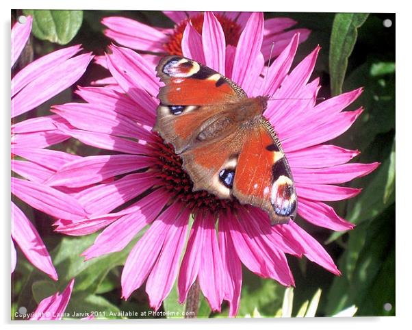 Peacock Butterfly on Echinacea Flower Acrylic by Laura Jarvis