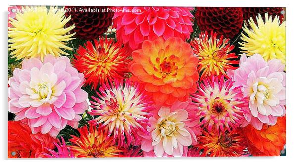 A riot of Dahlias Acrylic by Laura Jarvis