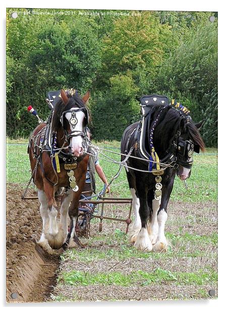 Shire Horses in Ploughing Competition Acrylic by Laura Jarvis