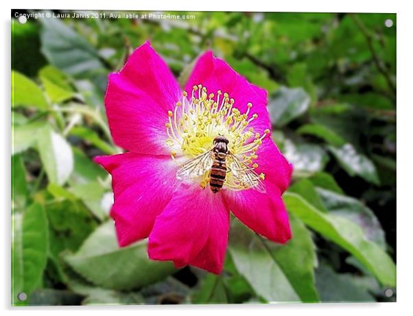 Hoverfly on Cerise Rose Acrylic by Laura Jarvis
