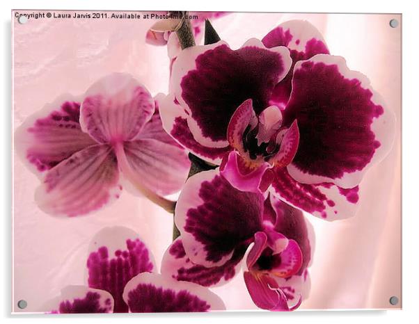 Phaelenopsis Orchid Acrylic by Laura Jarvis