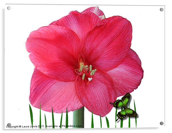 Amaryllis Acrylic by Laura Jarvis