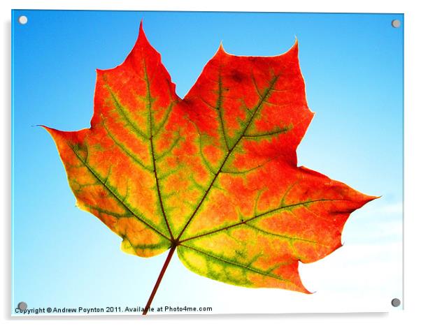 Sycamore Leaf Acrylic by Andrew Poynton