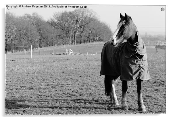 A Black Country Horse Acrylic by Andrew Poynton