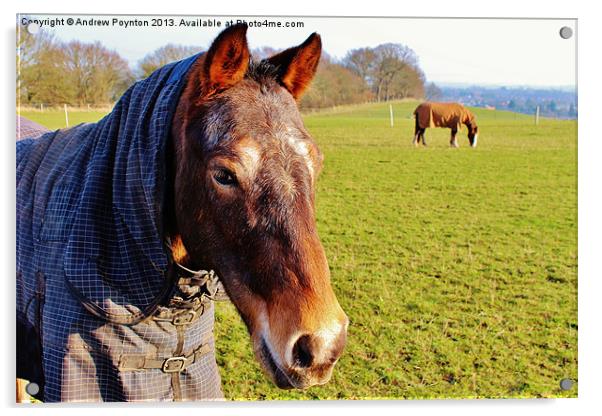 Black Country Horse Acrylic by Andrew Poynton