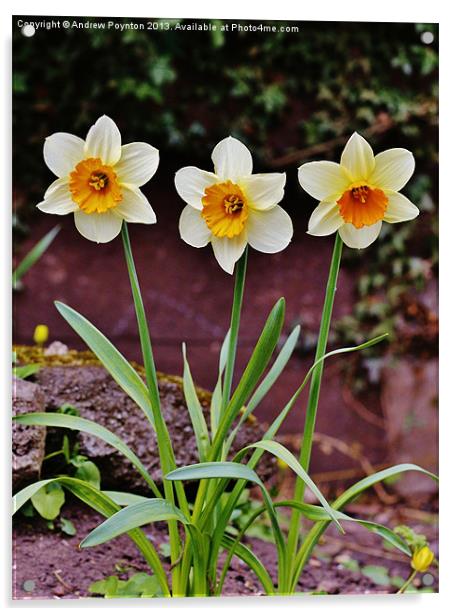 Daffs Acrylic by Andrew Poynton