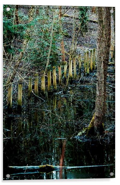  Swamp Acrylic by Andrew Poynton