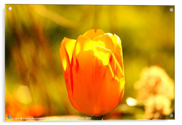 Tulip Acrylic by Henry Anderson