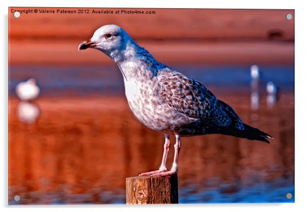 Great Black Backed Gull Acrylic by Valerie Paterson