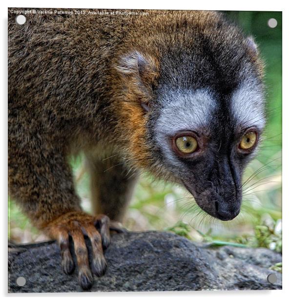 Lemur Acrylic by Valerie Paterson