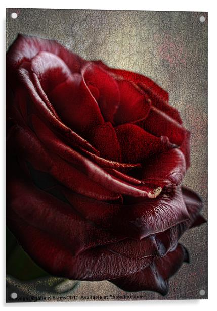 The Rose Acrylic by julie williams