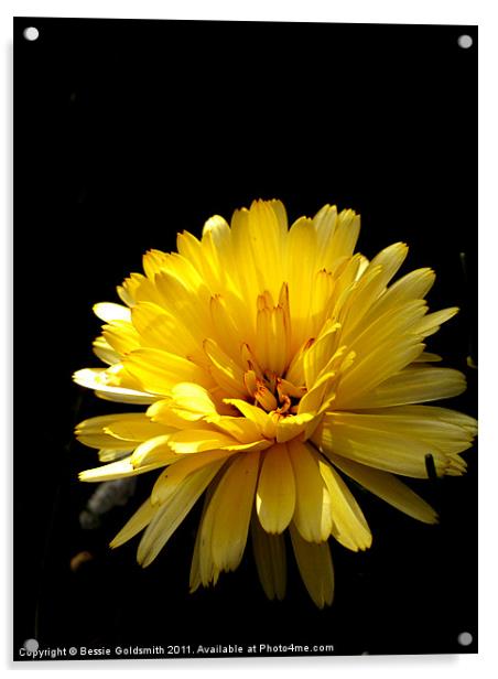 Yellow Flower Acrylic by Bessie Goldsmith