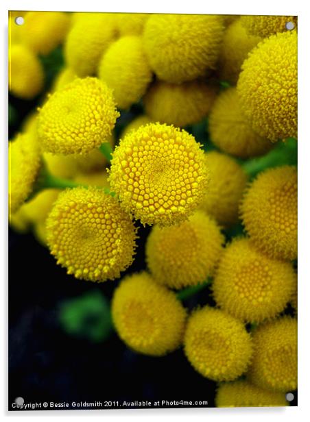 Common Tansy Acrylic by Bessie Goldsmith
