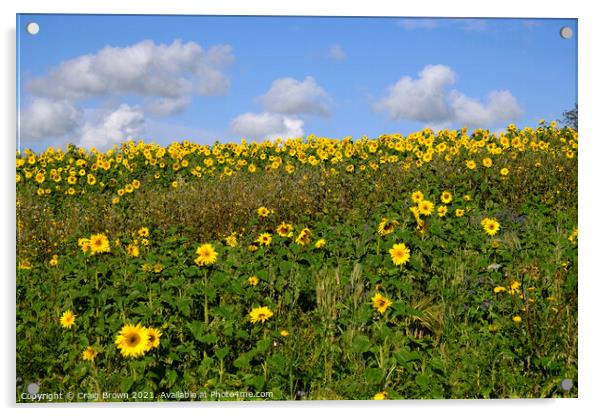 Field of Sunflowers Acrylic by Craig Brown