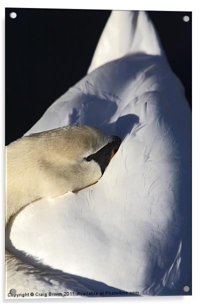 Resting Mute Swan Acrylic by Craig Brown