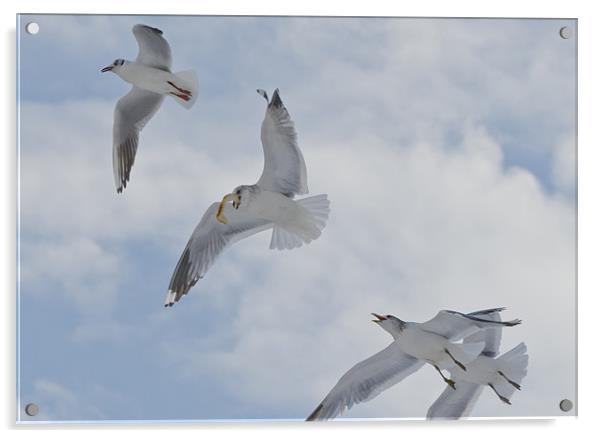 Gulls squabbling over bread crust Acrylic by Gary Eason