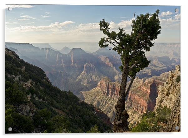 Stunted pine, North Rim, Grand Canyon Acrylic by Gary Eason