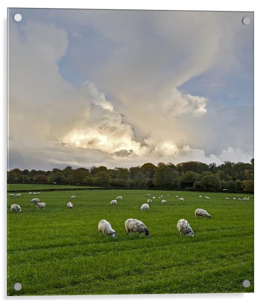 Sheep may safely graze Acrylic by Gary Eason
