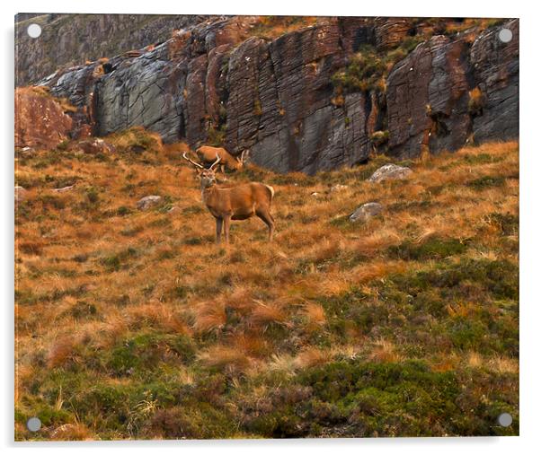 Deer on hillside Acrylic by Gary Eason