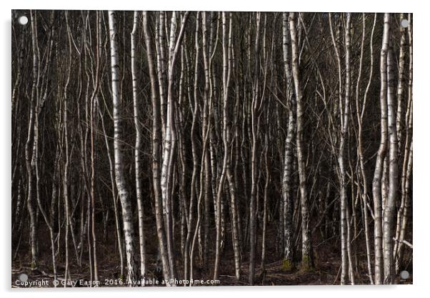 Silver birch trees Acrylic by Gary Eason