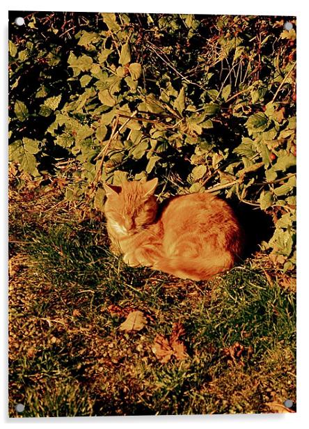 Ginger Cat Nap Acrylic by Caroline Williams