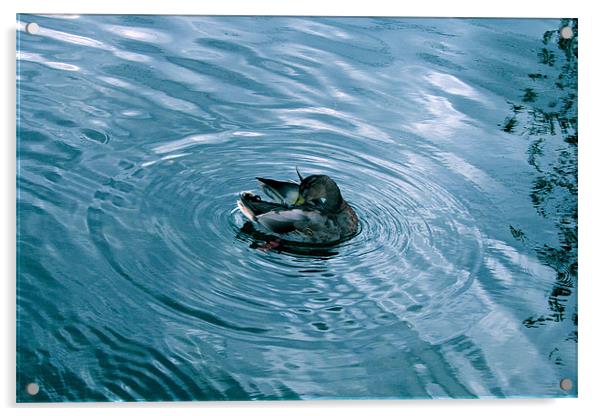 River Duck Acrylic by Caroline Williams