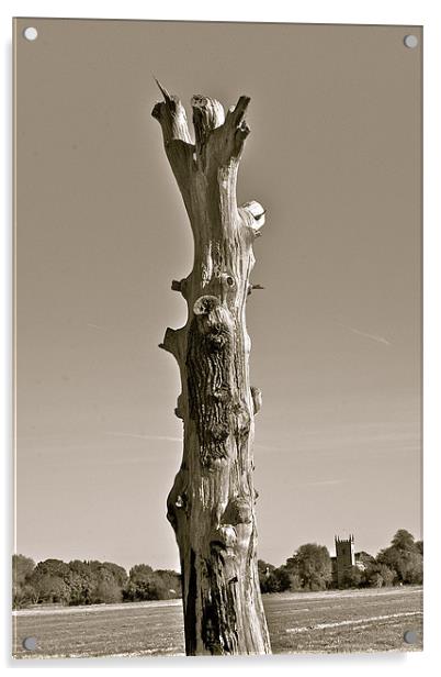 Broken Tree Acrylic by Caroline Williams