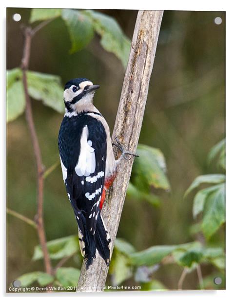 Great Spotted Woodpecker Acrylic by Derek Whitton