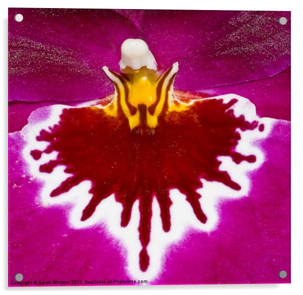 Miltonia Orchid Acrylic by Derek Whitton