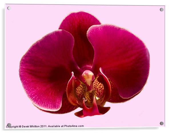 Phalaenopsis Orchid Acrylic by Derek Whitton