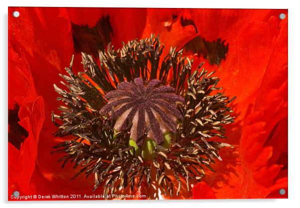 Red Poppy Macro Acrylic by Derek Whitton