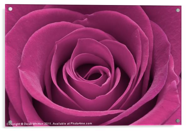 Pink rose Acrylic by Derek Whitton