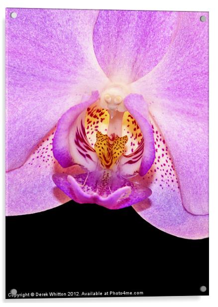 Orchid Flower Acrylic by Derek Whitton