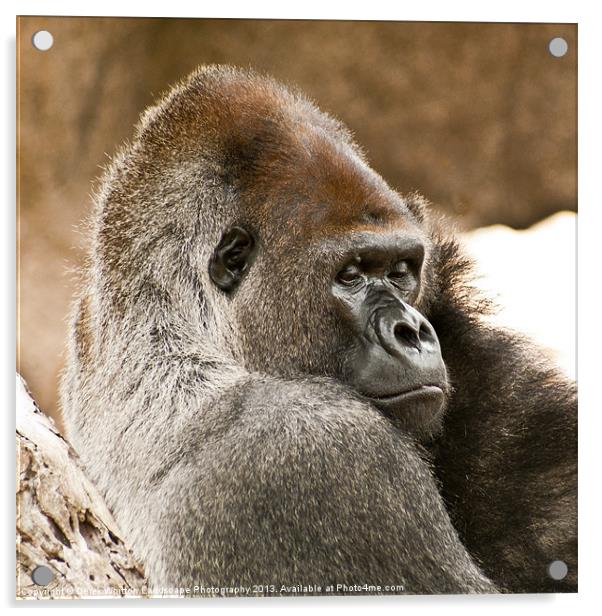 Male Silverback Gorilla Acrylic by Derek Whitton