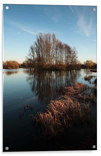 Sunlit reeds and reflected trees Acrylic by Andy Stafford