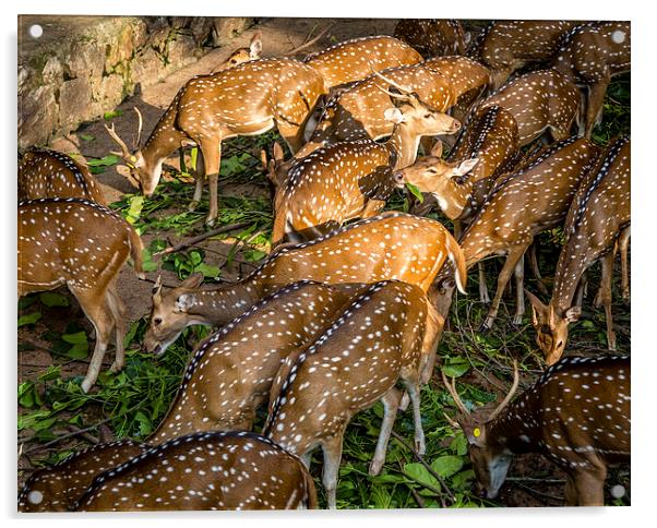  Deers Acrylic by Hassan Najmy