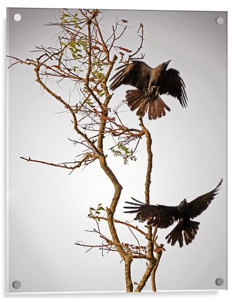 birds on tree Acrylic by Hassan Najmy