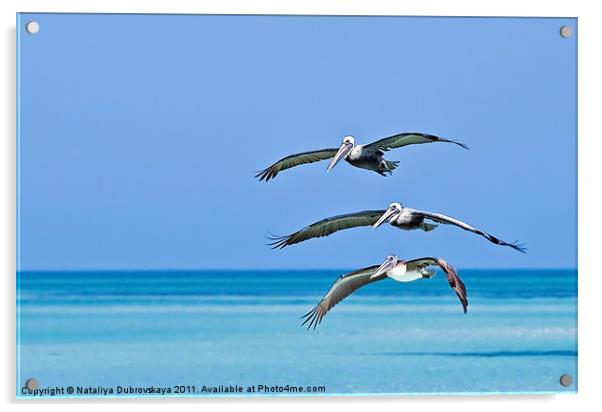 Florida Pelicans Flying in Formation Over Atlantic Acrylic by Nataliya Dubrovskaya
