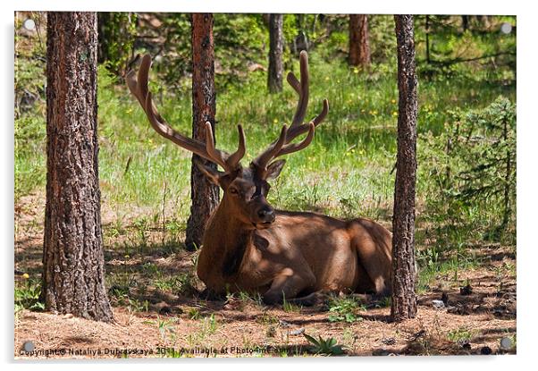 Wapiti Elk, Rocky Mountain National Park, Colorado Acrylic by Nataliya Dubrovskaya
