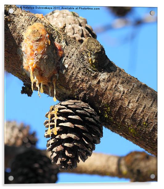 Pine branch with cone Acrylic by Nataliya Dubrovskaya