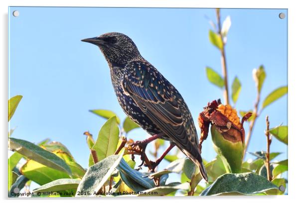 Starling in the sun Acrylic by michelle rook