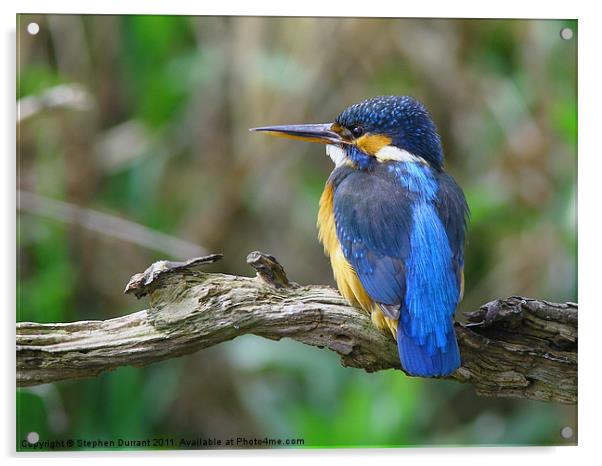 Female Kingfisher on perch Acrylic by Stephen Durrant