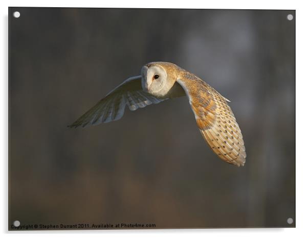 Barn Owl Acrylic by Stephen Durrant
